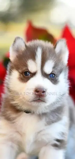 Photo - Blue-Eyed Siberian Husky Puppy - White and Brown Coat