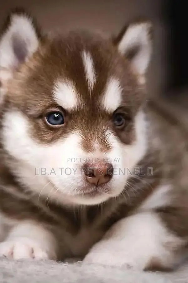 Blue-Eyed Siberian Husky Puppy - White and Brown Coat