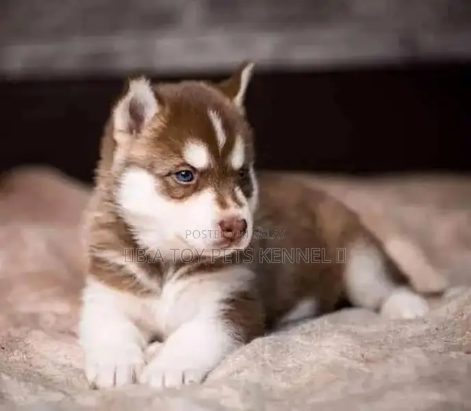 Blue-Eyed Siberian Husky Puppy - White and Brown Coat
