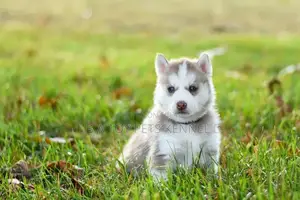Blue-Eyed Siberian Husky Puppy - White and Brown Coat