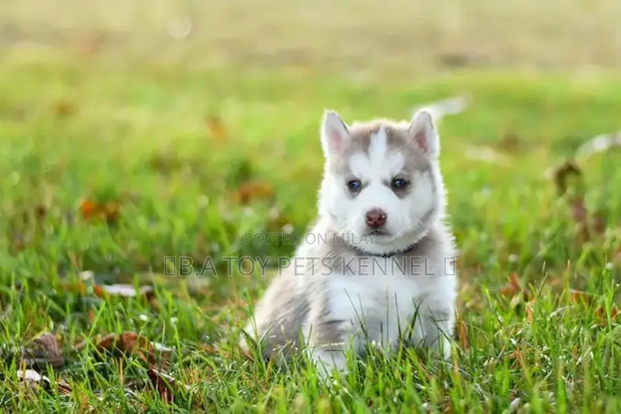 Blue-Eyed Siberian Husky Puppy - White and Brown Coat