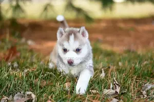Blue-Eyed Siberian Husky Puppy - White and Brown Coat