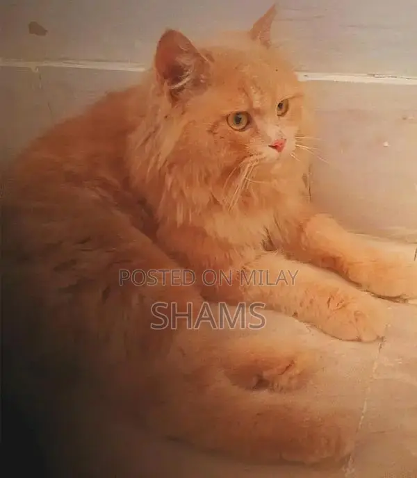Persian Cat - Friendly and Social Companion Feline