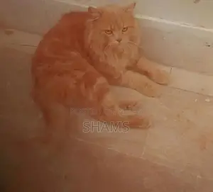 Persian Cat - Friendly and Social Companion Feline