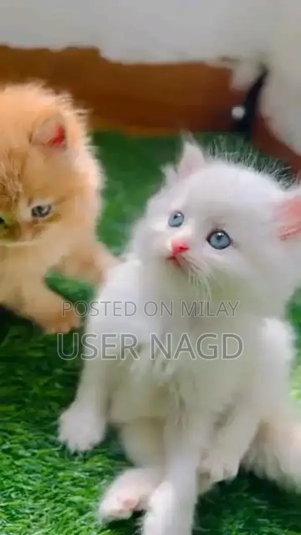 Persian Kittens - Variety of Colors, Vaccinated, Litter Trained