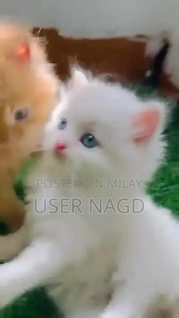 Persian Kittens - Variety of Colors, Vaccinated, Litter Trained
