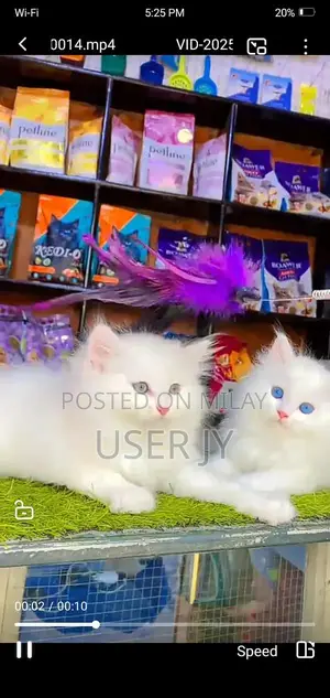 Photo - Persian Punch Face Cats - Multiple Colors Available