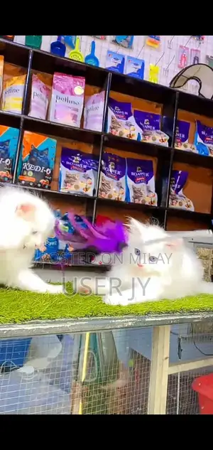 Persian Punch Face Cats - Multiple Colors Available