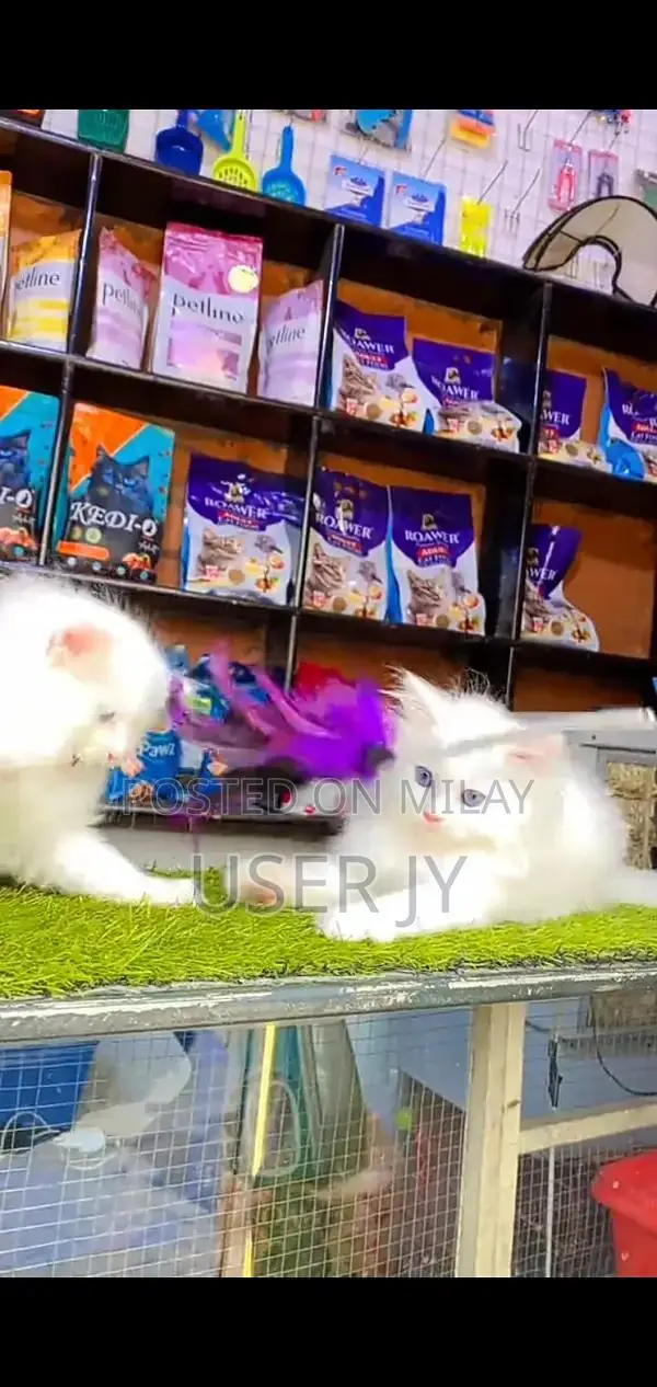 Persian Punch Face Cats - Multiple Colors Available