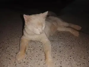 Photo - Russian Breed Dog: Friendly Companion Pet