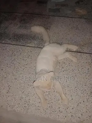 Russian Breed Dog: Friendly Companion Pet