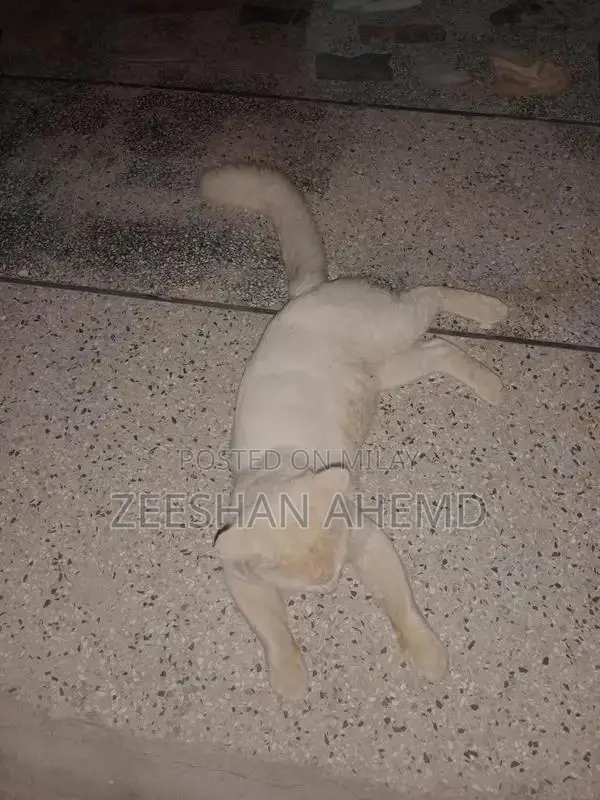 Russian Breed Dog: Friendly Companion Pet