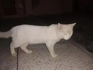 Russian Breed Dog: Friendly Companion Pet