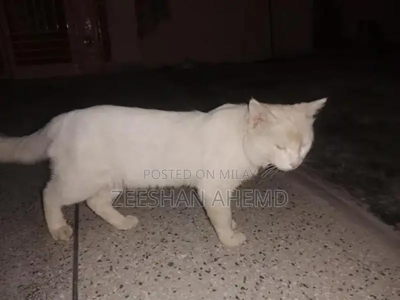 Russian Breed Dog: Friendly Companion Pet