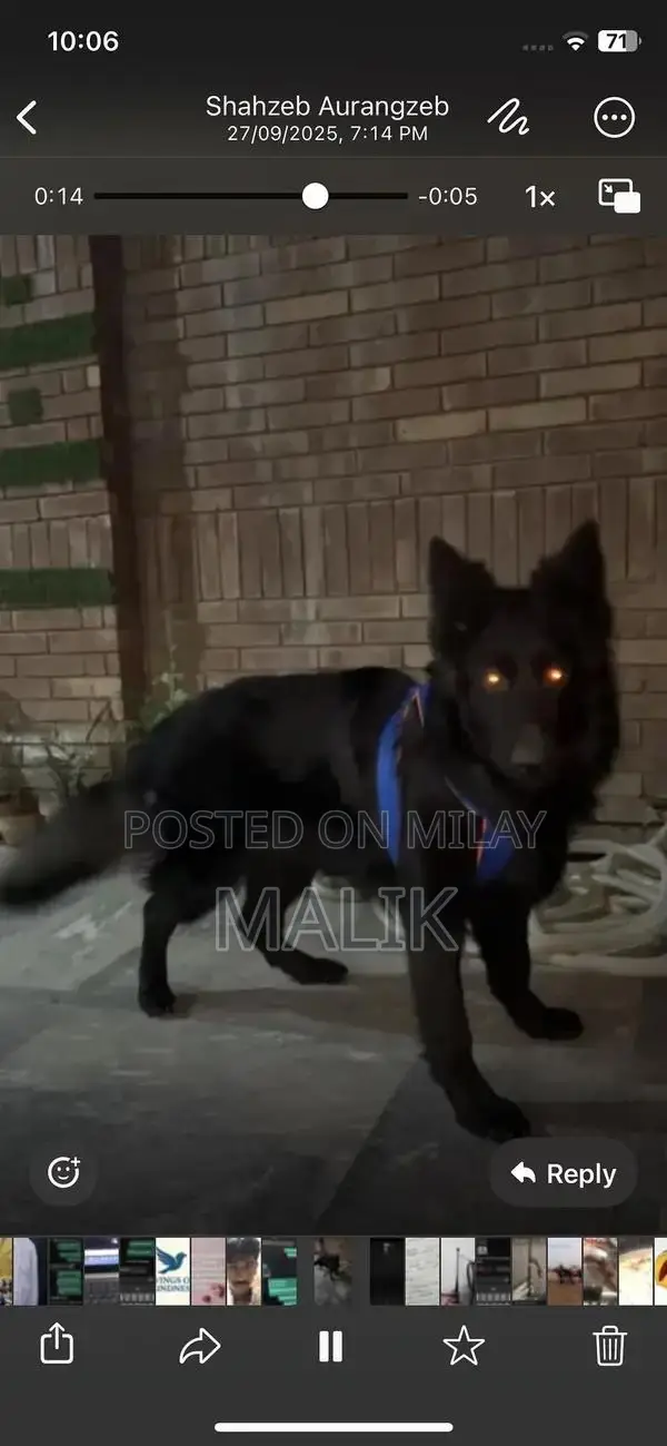 Black German Shepherd Female Purebred Puppy