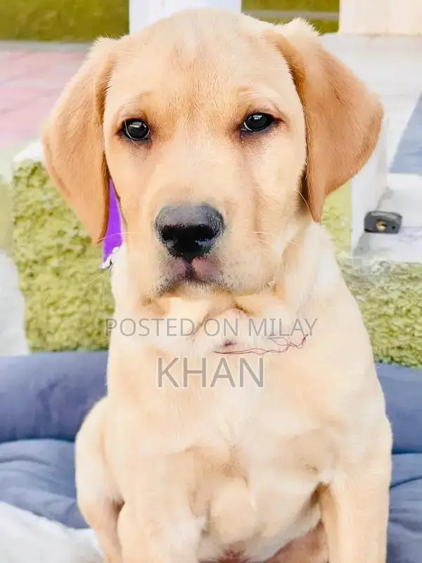 Purebred Yellow British Labrador Retriever Puppy