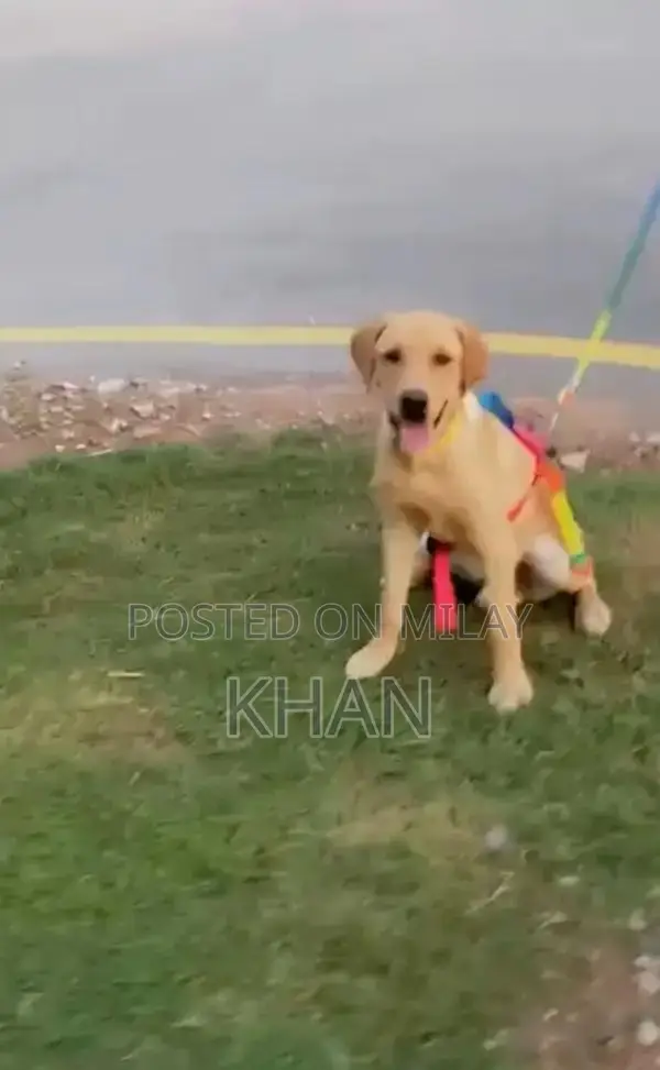 Purebred Yellow British Labrador Retriever Puppy