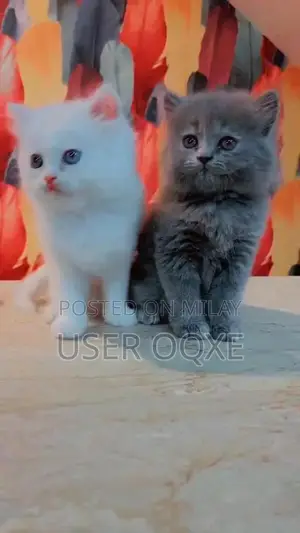 Purebred Persian Kittens - Multiple Colors Available