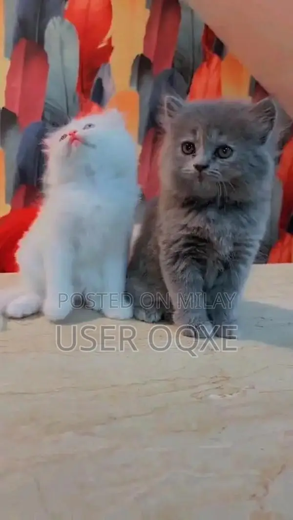 Purebred Persian Kittens - Multiple Colors Available