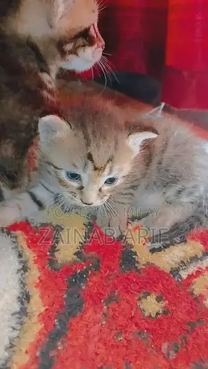 Photo - Sami Persian Kittens - Social and Playful Young Cats