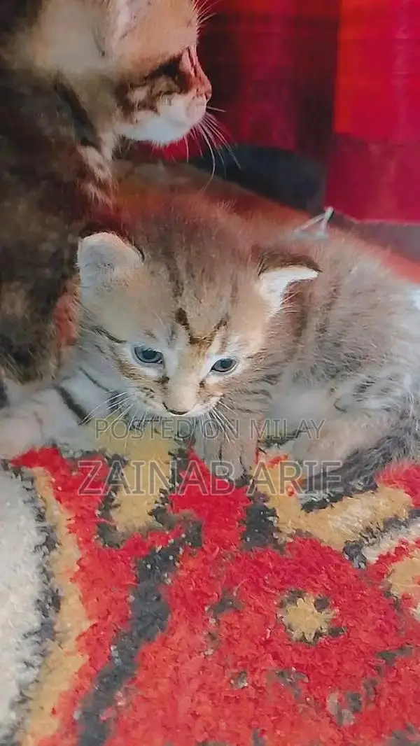 Sami Persian Kittens - Social and Playful Young Cats