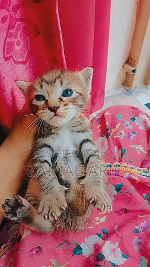 Sami Persian Kittens - Social and Playful Young Cats