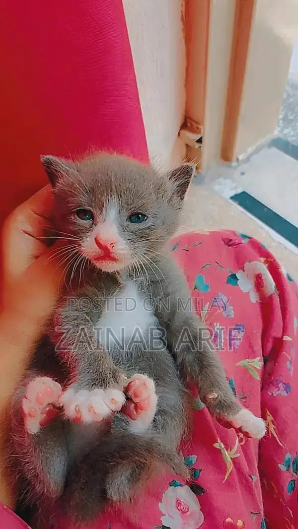 Sami Persian Kittens - Social and Playful Young Cats