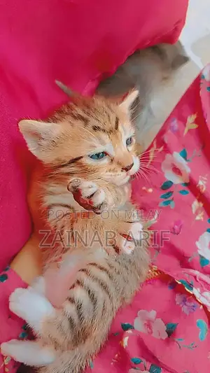 Sami Persian Kittens - Social and Playful Young Cats