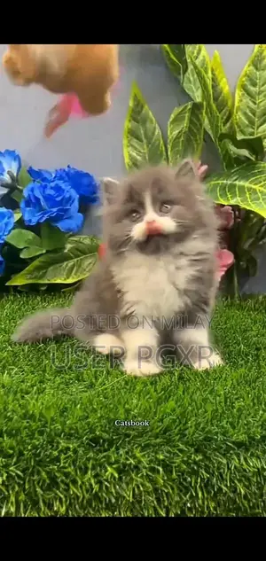 Photo - Persian Punch Face Cats - Premium Himalayan Breed