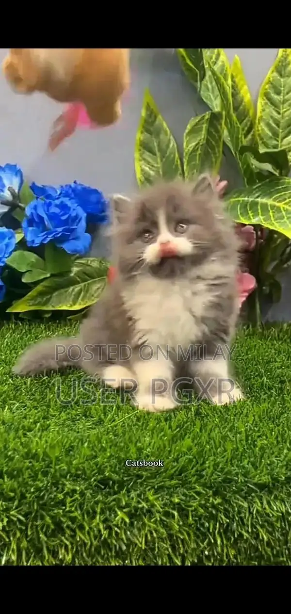 Persian Punch Face Cats - Premium Himalayan Breed