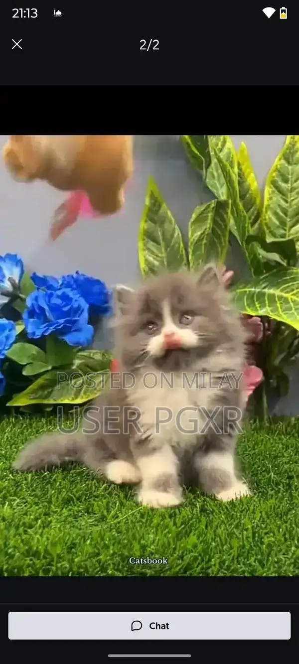 Persian Punch Face Cats - Premium Himalayan Breed