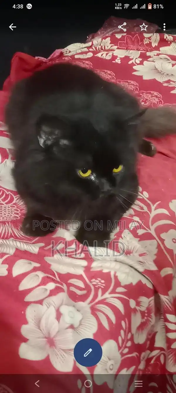 Playful Ragdoll Cats - Young Black Pair Seeking New Home