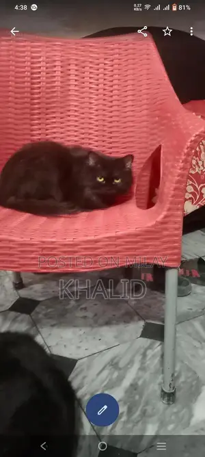 Playful Ragdoll Cats - Young Black Pair Seeking New Home