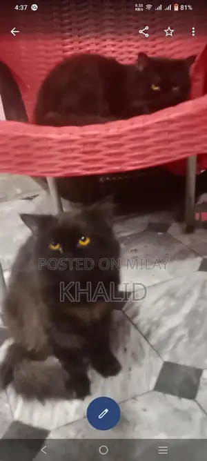 Playful Ragdoll Cats - Young Black Pair Seeking New Home