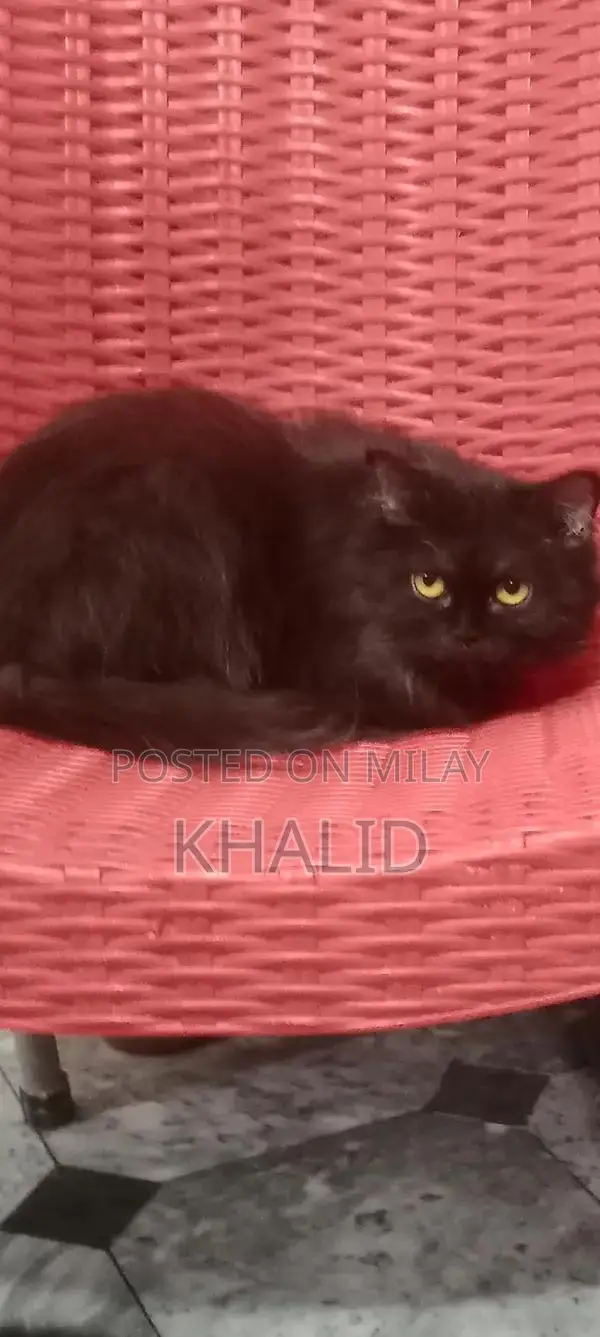 Playful Ragdoll Cats - Young Black Pair Seeking New Home