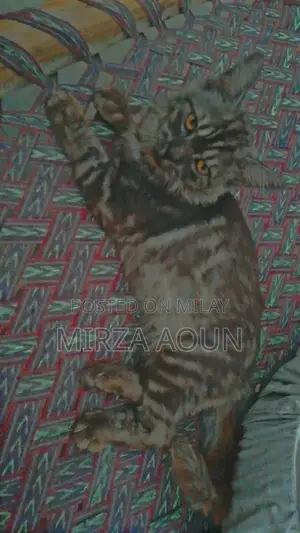 Photo - Persian Male Cat - Black-Grey and White Coloration