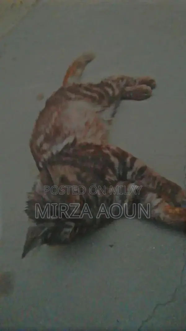 Persian Male Cat - Black-Grey and White Coloration