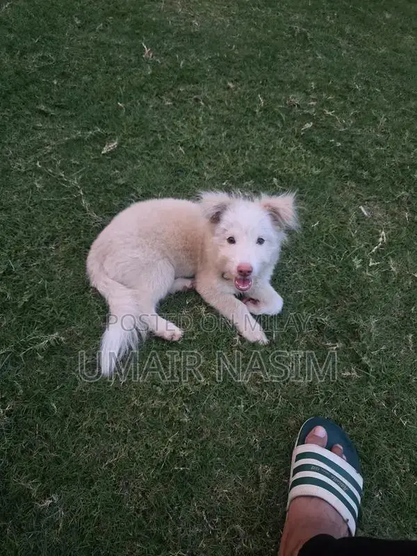Male Toy Poodle Puppy - Intelligent and Playful Companion