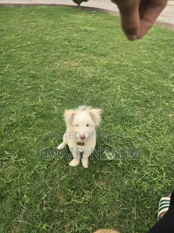 Male Toy Poodle Puppy - Intelligent and Playful Companion