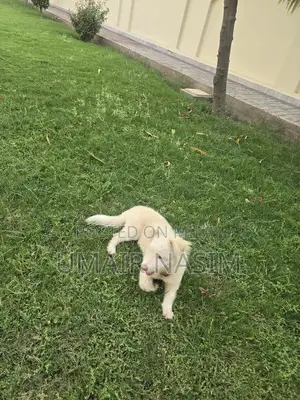 Male Toy Poodle Puppy - Intelligent and Playful Companion