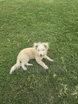 Male Toy Poodle Puppy - Intelligent and Playful Companion