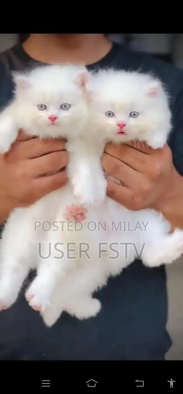 Persian Punch Face Kitten - High-Quality Feline Companion