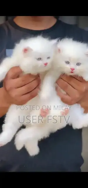 Persian Punch Face Kitten - High-Quality Feline Companion