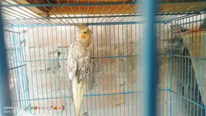 Photo - Cocktail Parrot Breeder Pair for Sale