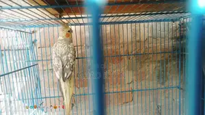 Cocktail Parrot Breeder Pair for Sale