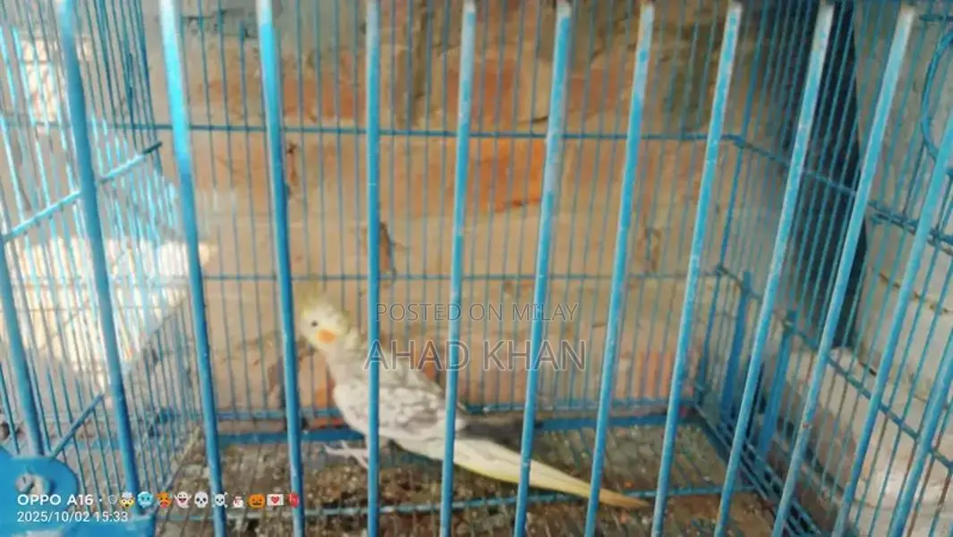Cocktail Parrot Breeder Pair for Sale