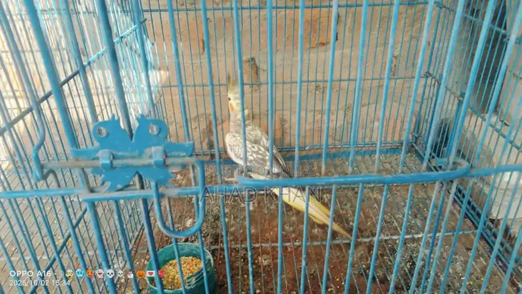 Cocktail Parrot Breeder Pair for Sale