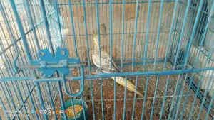 Cocktail Parrot Breeder Pair for Sale