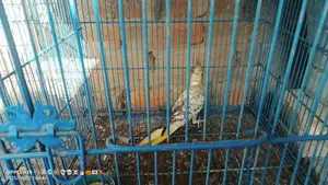 Cocktail Parrot Breeder Pair for Sale