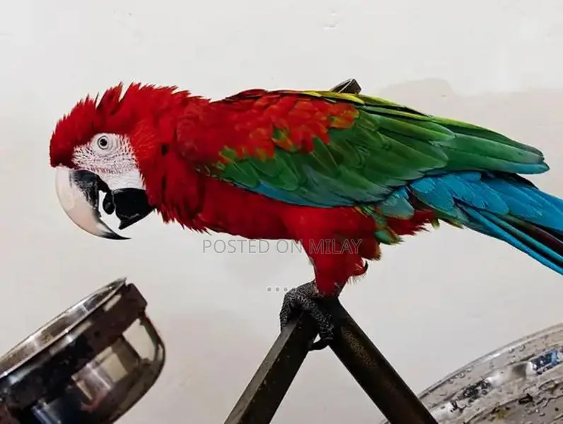 Green Wing Macaw Parrot - Talking and Tamed Pet Bird
